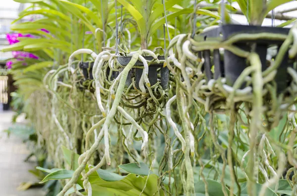 Orchid roots in pot — Stock Photo, Image