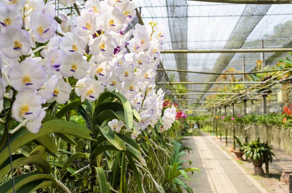 Orquídea distante — Fotografia de Stock