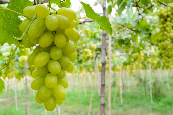 Grüne Trauben im Weinberg — Stockfoto