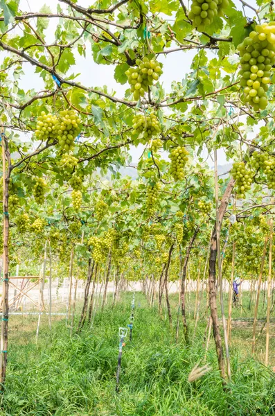 Green vineyards — Stock Photo, Image