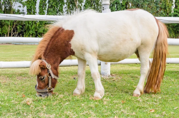 Chevaux nains mangeant de l'herbe — Photo