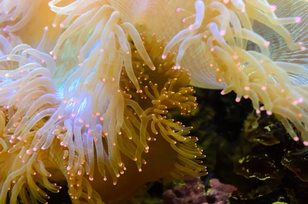 Anemonen, Organismus des Meeres — Stockfoto