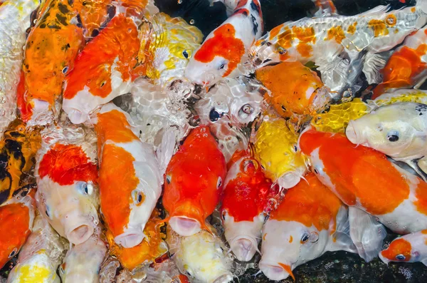 Colorful many Koi Carps fish — Stock Photo, Image
