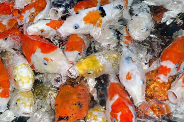 renkli birçok koi sazan