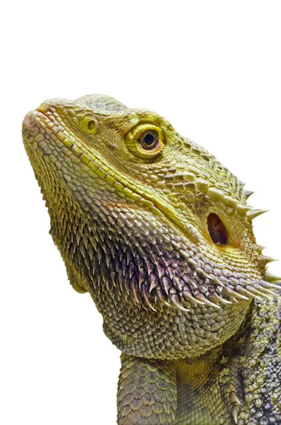 Primer plano de la cabeza del dragón barbudo aislado en blanco — Foto de Stock