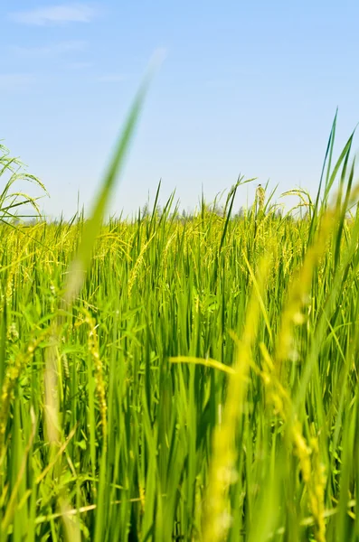 Landscape green rice fields — Stock Photo, Image