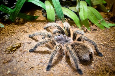 büyük örümcek tarantula