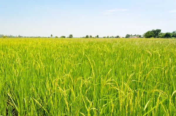 Yeşil manzara pirinç tarlaları