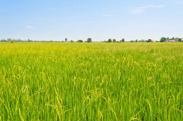Krajina zelených rýžových polí — Stock fotografie