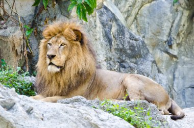 erkek aslan