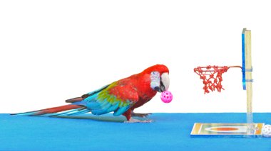 basketbol topu oyuncak üzerinde beyaz izole oynayan Amerika papağanı