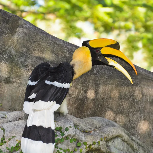 Nagy szarvascsőrűmadár vagy buceros bicornis nagy madarak thailan — Stock Fotó