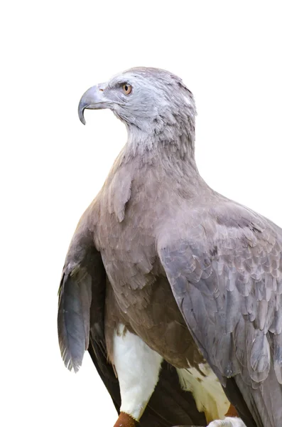 Lesser Fish Eagle ( Ichthyophaga humili ) — Stock Photo, Image
