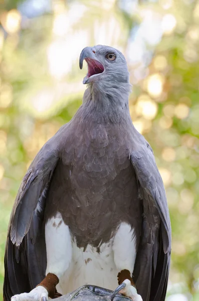 Lesser Fish Eagle ( Ichthyophaga humili ) — Stock Photo, Image