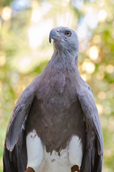 Lesser Fish Eagle ( Ichthyophaga humili ) — Stock Photo, Image