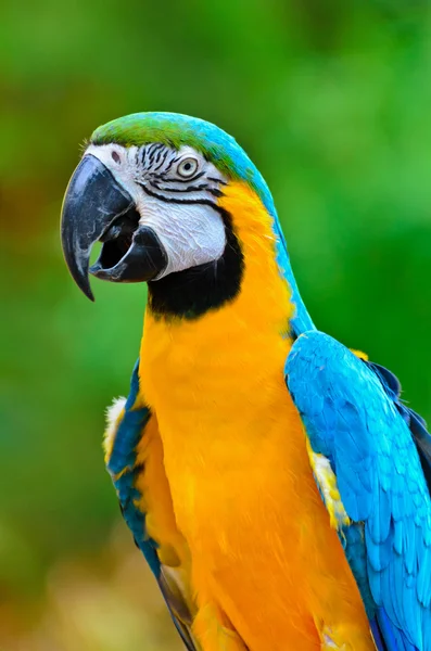 Pájaros coloridos guacamayo azul y oro —  Fotos de Stock