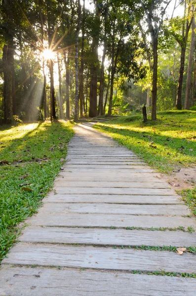 Pathways in tropical forests morning — Stock Photo, Image