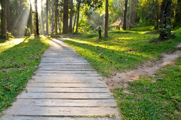 Parcours dans les forêts tropicales matin — Photo