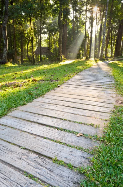 Pathways in tropical forests morning — Stock Photo, Image