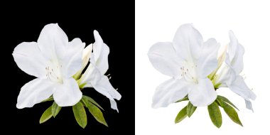 Rhododendron moulmeinene Hook flowers isolated on white and blac clipart