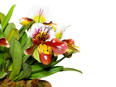 Whit üzerinde izole terlik orkide (paphiopedilum) egzotik çiçekler