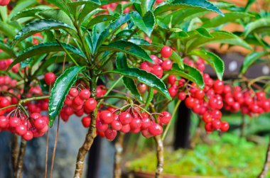 Ardisia Crenata (Myrsinaceae) )