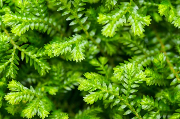 Selaginella kraussiana pequena fábrica verde — Fotografia de Stock