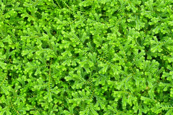 Selaginella kraussiana verde piantina — Foto Stock