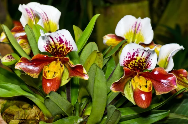 Slipper orchid (paphiopedilum) exotische bloemen — Stockfoto