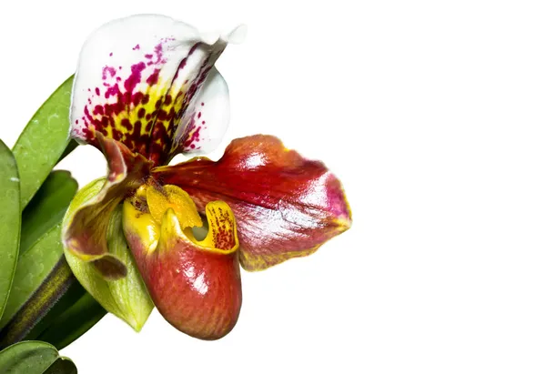 Orchid παντοφλών (paphiopedilum) εξωτικά λουλούδια που απομονώνονται σε Γουίτ — Φωτογραφία Αρχείου