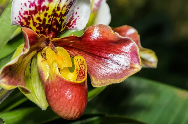 Slipper orchid (paphiopedilum) exotische bloemen — Stockfoto