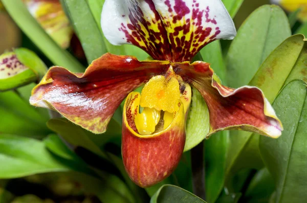 Pantofola Orchidea (Paphiopedilum) Fiori esotici — Foto Stock