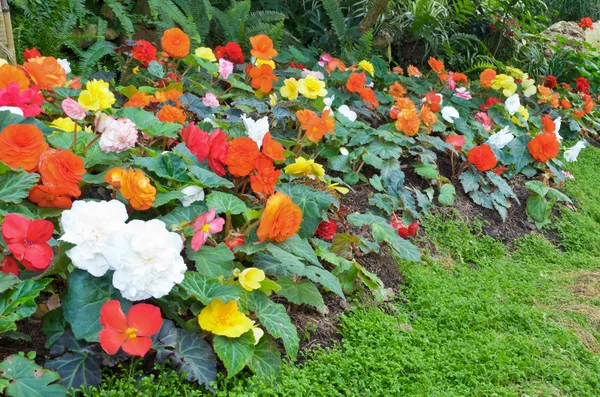 Jardin fleuri de Begonia — Photo