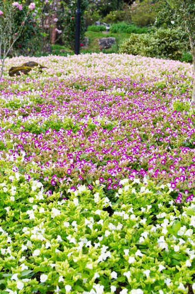 Wishbone Flower garden ( Torenia Fournieri Lindl ) — 图库照片