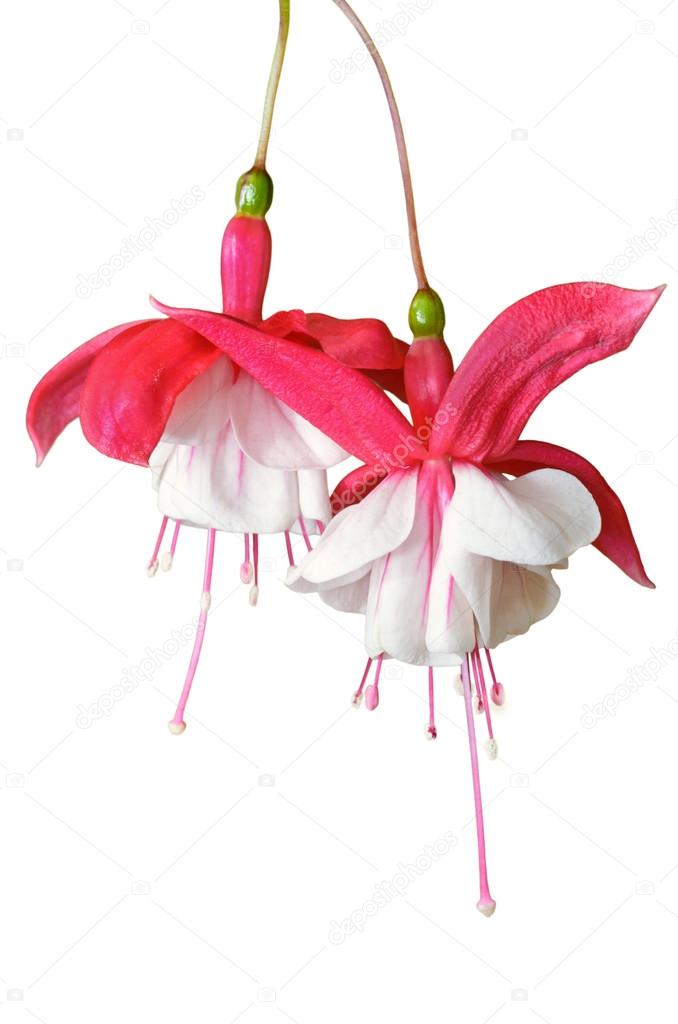 Lady's Eardrops ( Fuchsia ) flowers isolated on white