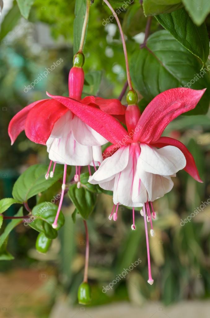 Lady's Eardrops ( Fuchsia ) flowers — Stock Photo © yongkiet 38035753