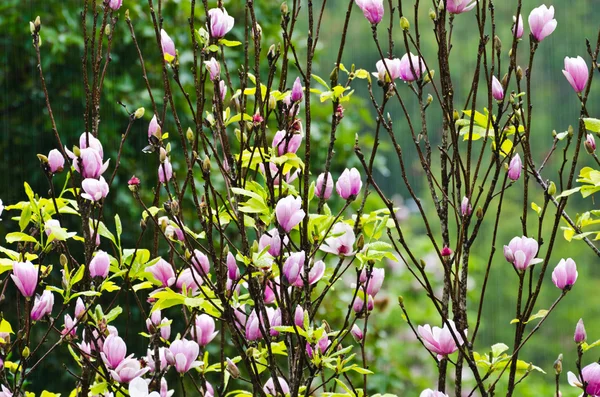 Magnolia soulangeana Blüten — Stockfoto