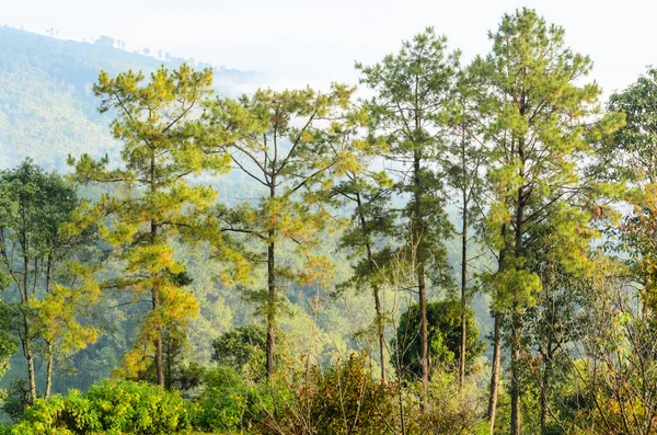 Kesiya tree — Stock Photo, Image