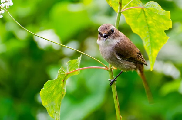 Uccello grigio Bushchat (femmina ) — Foto Stock