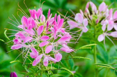 çiğ damlaları ile dolu pembe cleome çiçekler kadar yakın
