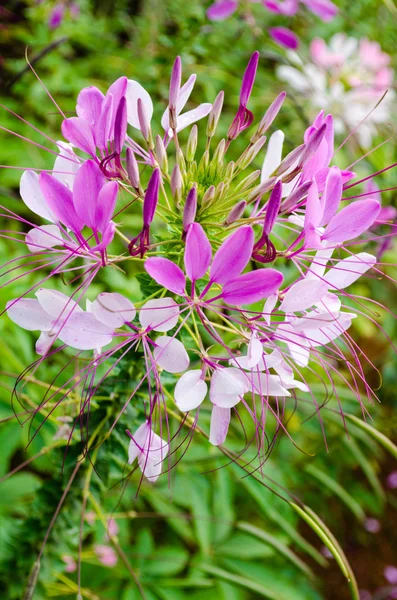 Vielfarbige Kleome (Spinnenblume) im Garten — Stockfoto