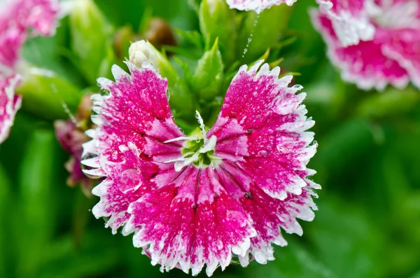 Pink Dianthus flowers filled with dew drops — Stock Photo, Image