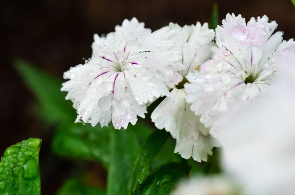 Weiße Dianthus-Blüten gefüllt mit Tautropfen — Stockfoto