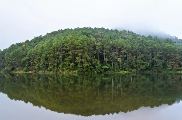 Nature landscape at dawn of lakes and pine forests — Stock Photo, Image