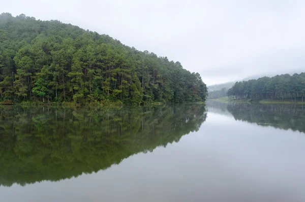 ภูมิทัศน์ธรรมชาติในตอนเช้าของทะเลสาบและป่าสน — ภาพถ่ายสต็อก