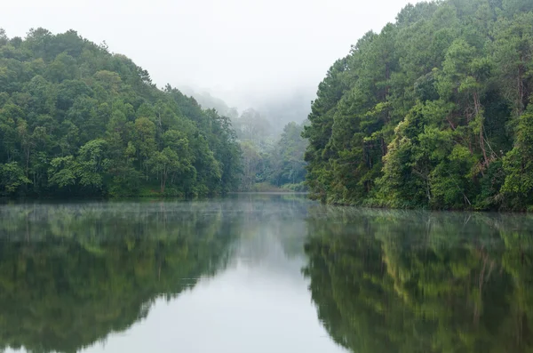 Nature landscape at dawn of lakes and pine forests — Stock Photo, Image