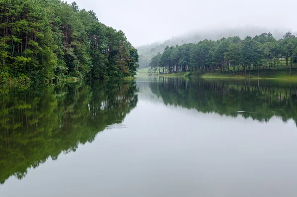 ภูมิทัศน์ธรรมชาติในตอนเช้าของทะเลสาบและป่าสน — ภาพถ่ายสต็อก
