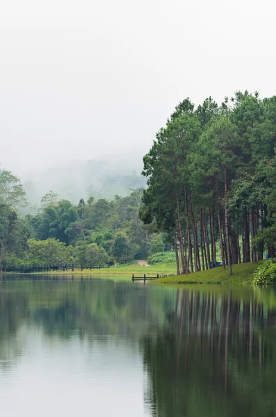Sabah göl ve çam ormanları, doğal peyzaj — Stok fotoğraf