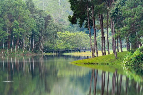 Nature landscape at morning of lakes and pine forests — Stock Photo, Image