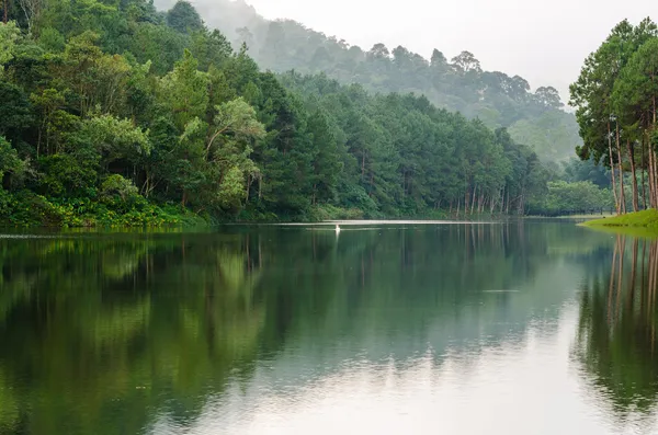 Paesaggio naturale al mattino di laghi e pinete — Foto Stock